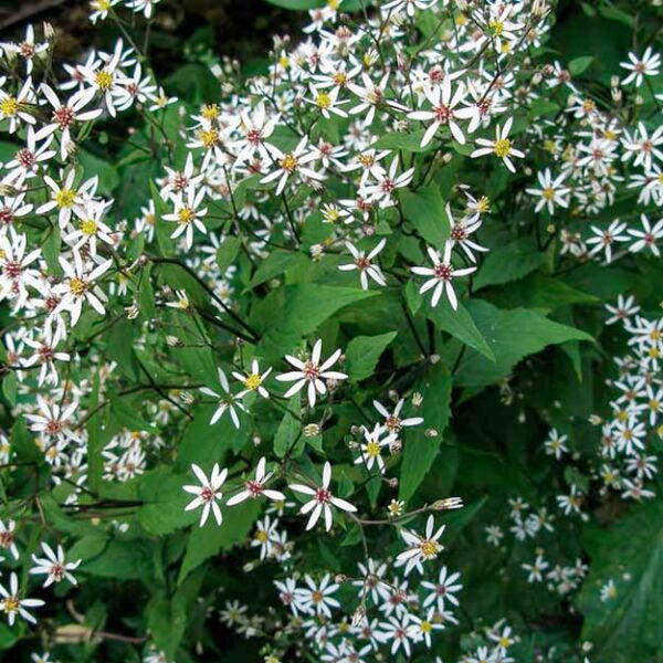 Aster divaricatus - 2 Gallon