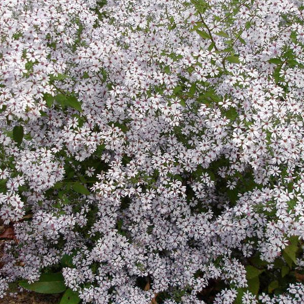 Aster cordifolius 'Avondale' - 2 Gallon