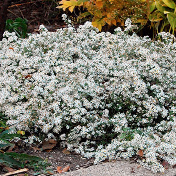 Aster ericoides 'Snow Flurry'
