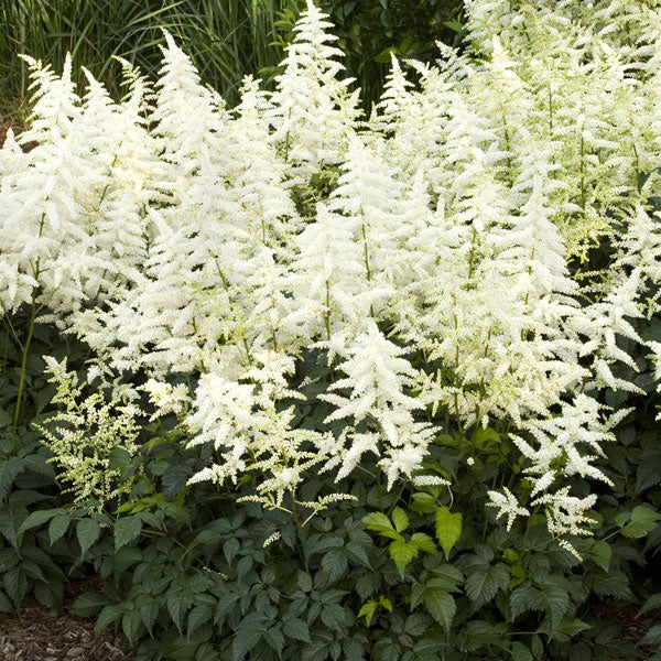 Astilbe 'Bridal Veil' - 2 Gallon