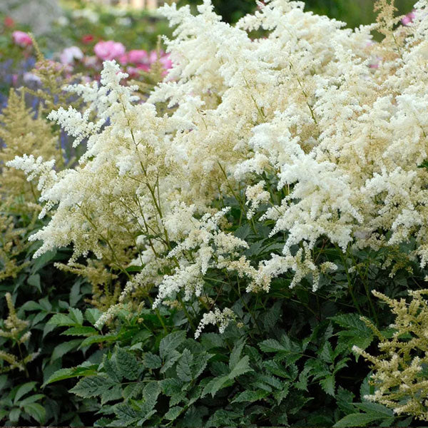 Astilbe 'Deutschland' - 2 Gallon