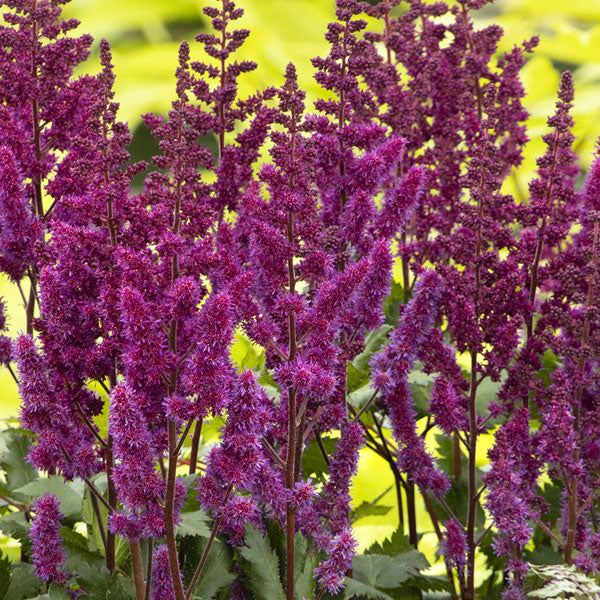 Astilbe 'Visions in Red' - 2 Gallon