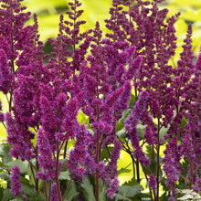 Load image into Gallery viewer, Astilbe &#39;Visions in Red&#39; - 2 Gallon
