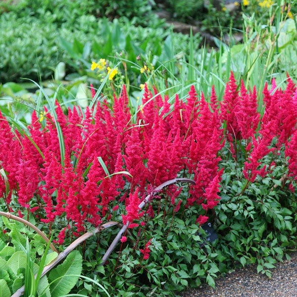 Astilbe 'Fanal' - 2 Gallon