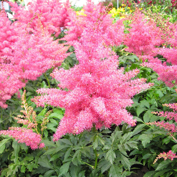 Astilbe 'Younique Cerise' - 2 Gallon