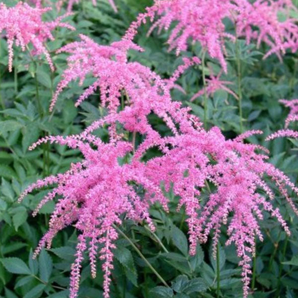 Astilbe 'Ostrich Plume' - 2 Gallon