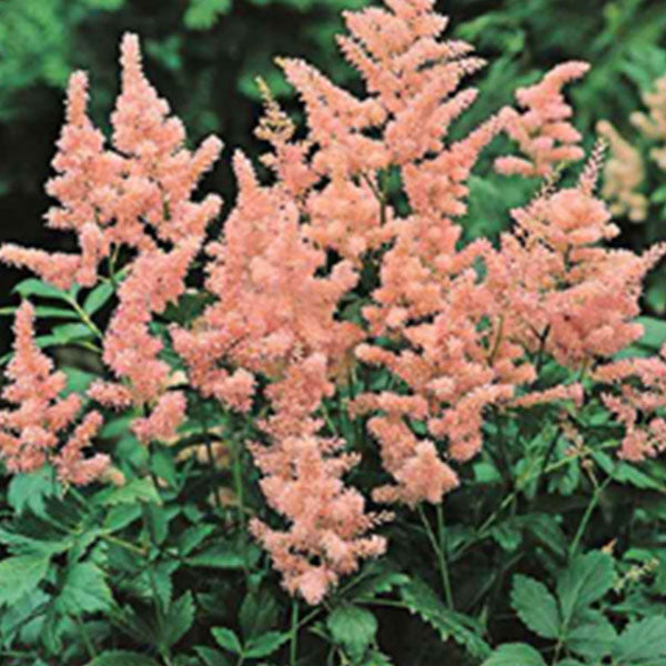 Astilbe 'Peach Blossom' - 2 Gallon