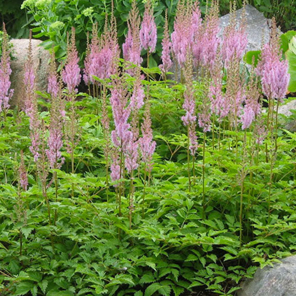 Astilbe chinensis 'Pumila' - 2 Gallon
