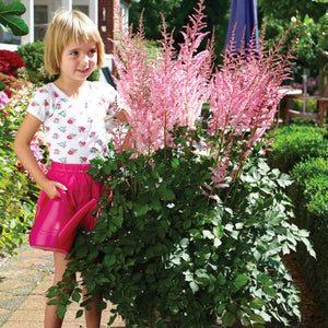 Astilbe chinensis 'Mighty Pip' - 2 Gallon