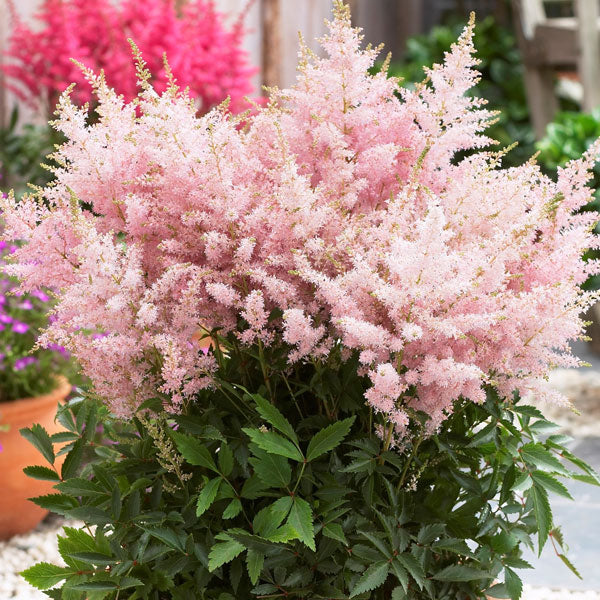 Astilbe 'Younique Silvery Pink - 2 Gallon