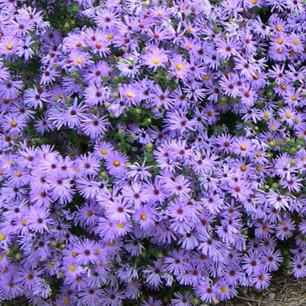 Aster oblongifolius Raydons Favorite - 2 Gallon