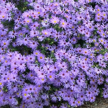 Load image into Gallery viewer, Aster oblongifolius Raydons Favorite - 2 Gallon
