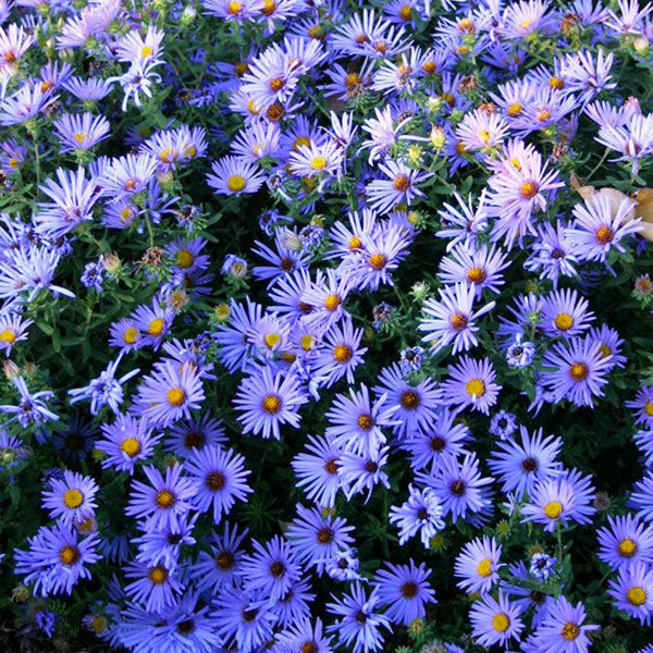 Aster laevis 'Bluebird' - 2 Gallon Pot
