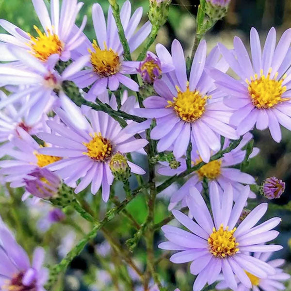 Aster azureus - 2 Gallon