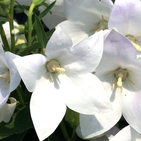 Platycodon 'Astra White'