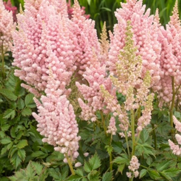 Astilbe 'Visions Inferno' - 2 Gallon
