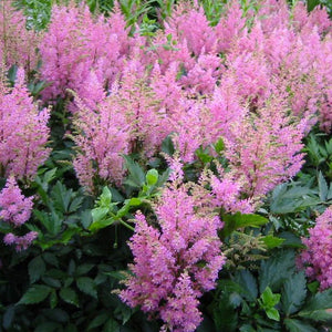 Astilbe 'Visions in Pink' - 2 Gallon