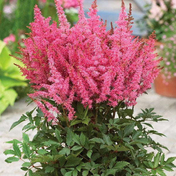 Astilbe 'Younique Lilac - 2 Gallon