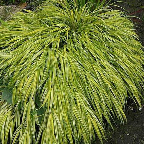 Hakonechloa macra 'Aureola' - 1 Gallon Pot