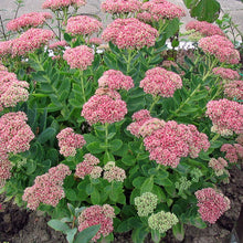 Load image into Gallery viewer, Sedum &#39;Autumn Joy&#39; - 2 Gallon Pot
