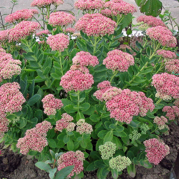 Sedum 'Autumn Joy' - 2 Gallon Pot