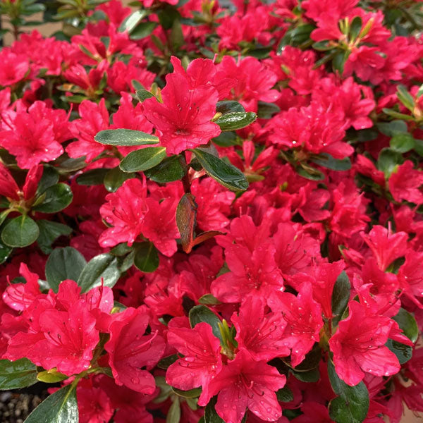 Azalea 'Hino Crimson' - 3 Gallon Pot