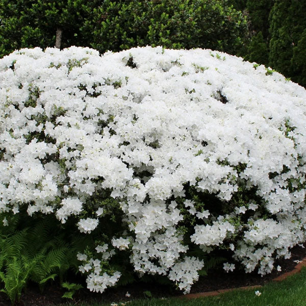 Azalea 'Delaware Valley White' - 3 Gallon Pot