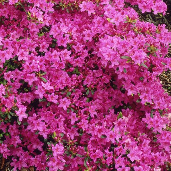 Azalea 'Karen' - 3 Gallon Pot