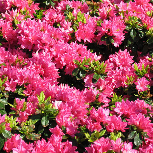 Azalea 'Tradition' - 3 Gallon Pot