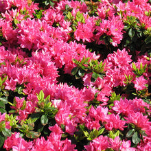 Load image into Gallery viewer, Azalea &#39;Tradition&#39; - 3 Gallon Pot
