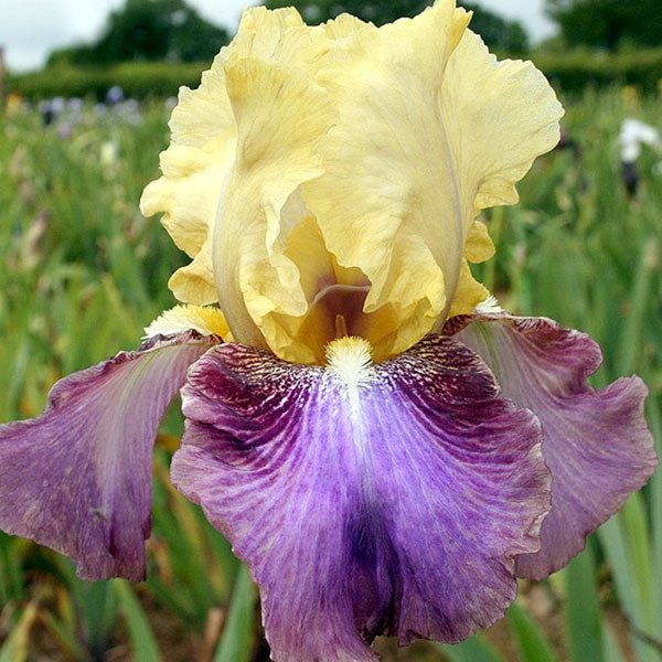 Iris germanica 'Ballyhoo' - 1 Gallon Pot