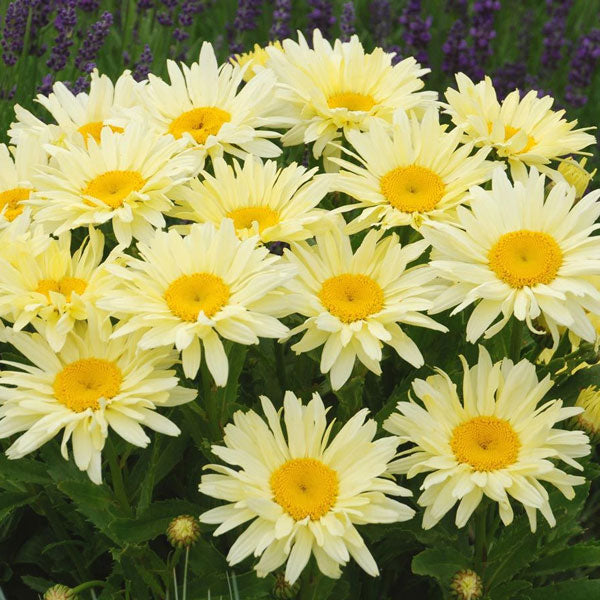 Leucanthemum 'Banana Cream' - 2 Gallon Pot