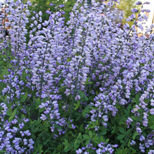 Load image into Gallery viewer, Baptisia &#39;Purple Smoke&#39; - 2 Gallon Pot
