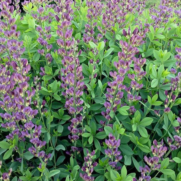 Baptisia 'Twilite™ Prairie Blues' - 2 Gallon Pot