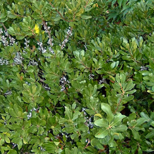 Myrica pensylvanica - Bayberry - 3 Gallon Pot