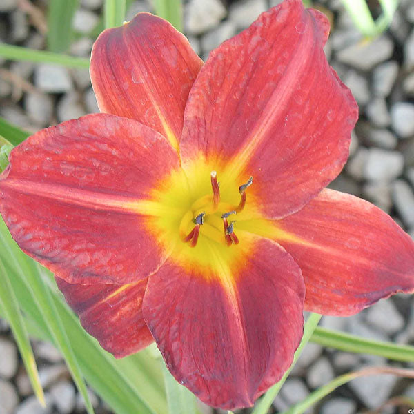 Hemerocallis 'Baja' - 2 Gallon Pot