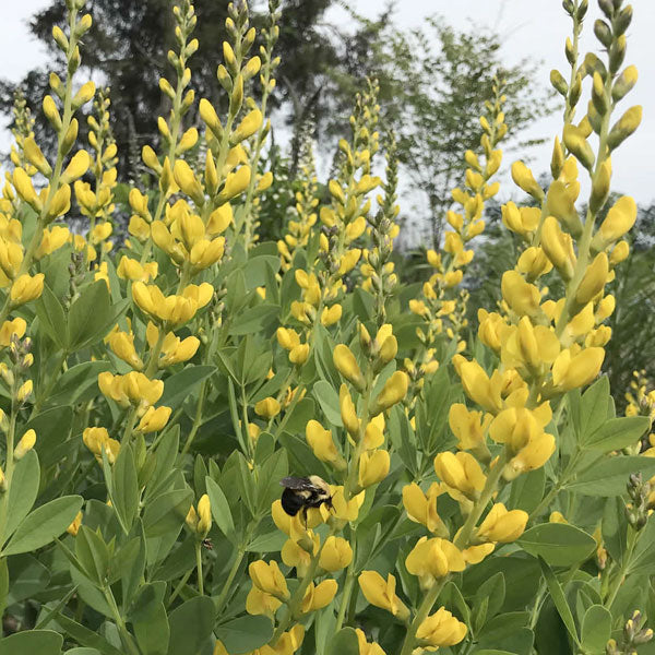 Baptisia sphaerocarpa- 2 Gallon Pot
