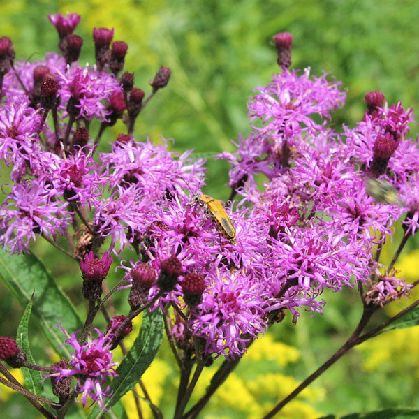 Vernonia glauca