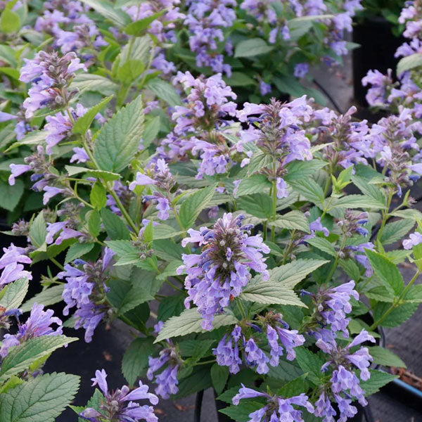 Nepeta 'Blue Prelude' - 2 Gallon Pot
