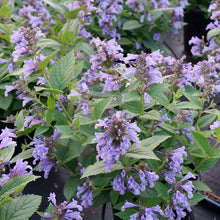 Load image into Gallery viewer, Nepeta &#39;Blue Prelude&#39; - 2 Gallon Pot
