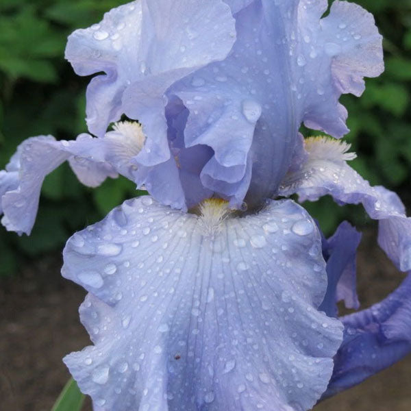 Iris germanica 'Babbling Brook' - 1 Gallon Pot