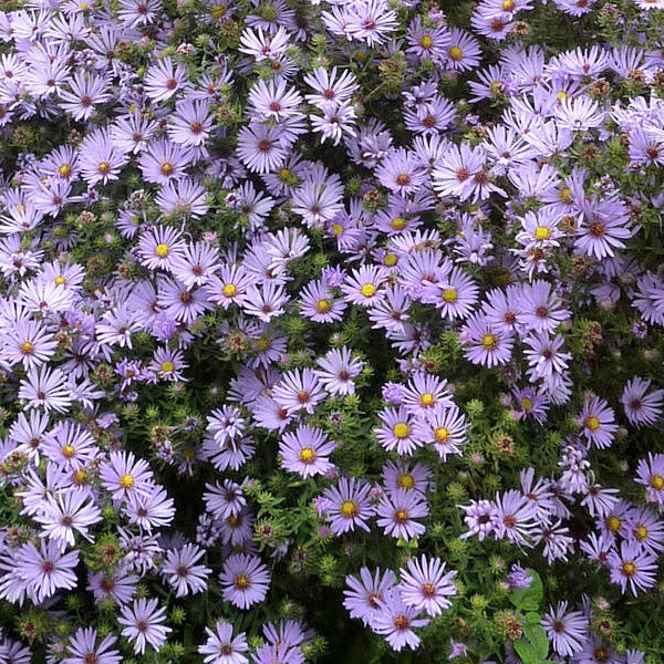 Aster oblongifolius 'October Skies' - 2 Gallon