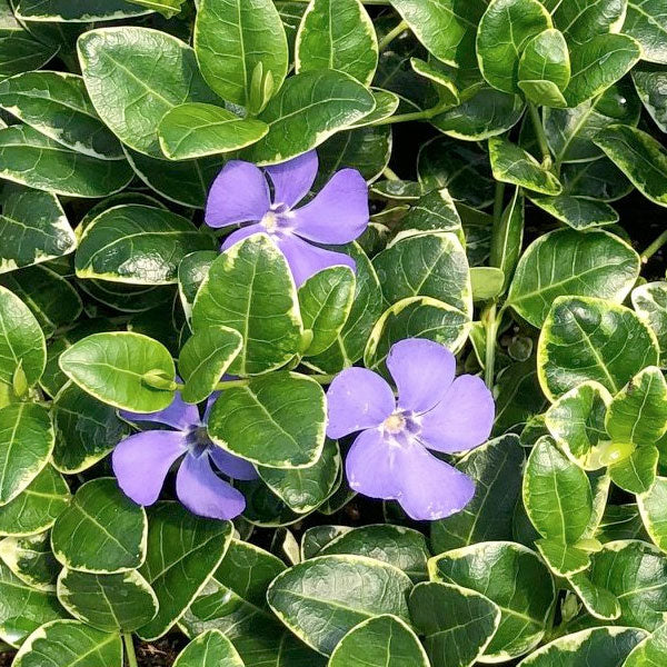 Vinca Minor 'Ralph Shugert' - Periwinkle Ground Cover - Perennial -1 Gallon