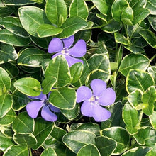 Load image into Gallery viewer, Vinca Minor &#39;Ralph Shugert&#39; - Periwinkle Ground Cover - Perennial -1 Gallon
