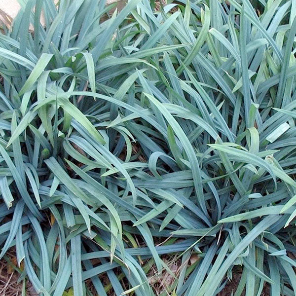 Carex laxiculmis 'Bunny Blue'