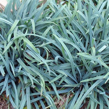 Load image into Gallery viewer, Carex laxiculmis &#39;Bunny Blue&#39;
