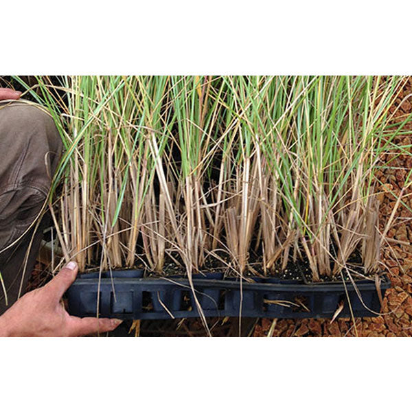 'Cape' American Beach Grass Plugs - Flat of 32 Plants