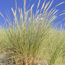 Load image into Gallery viewer, &#39;Cape&#39; American Beach Grass Plugs - Flat of 32 Plants
