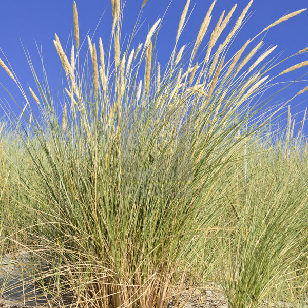 'Cape' American Beach Grass Plugs - Flat of 32 Plants