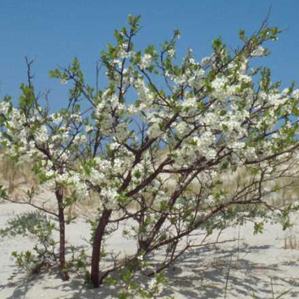Prunus maritima - Beach Plum - 3 Gallon Pot
